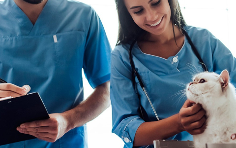 Asistente Veterinario